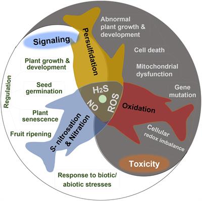 Interplay Among Hydrogen Sulfide, Nitric Oxide, Reactive Oxygen Species, and Mitochondrial DNA Oxidative Damage